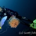 jellyfish_mastigophora_crambione_hd_lan_h_0234_tha5533.jpg